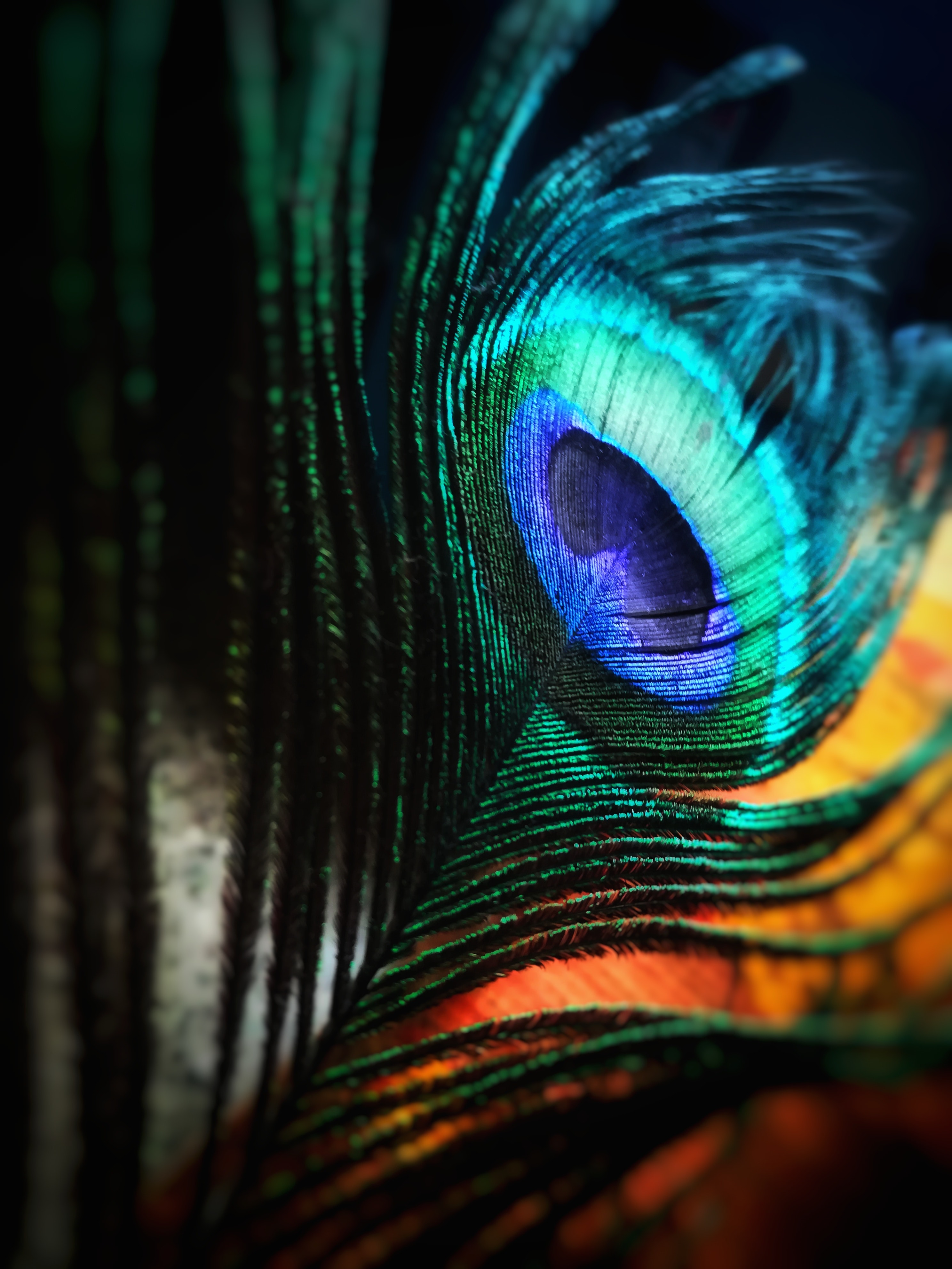 forest